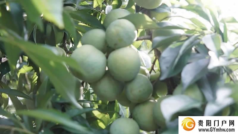 东西协作|沿河:“山”呼“海”应赴新程(图10) 东西协作|沿河:“山”呼“海”应赴新程(图10)