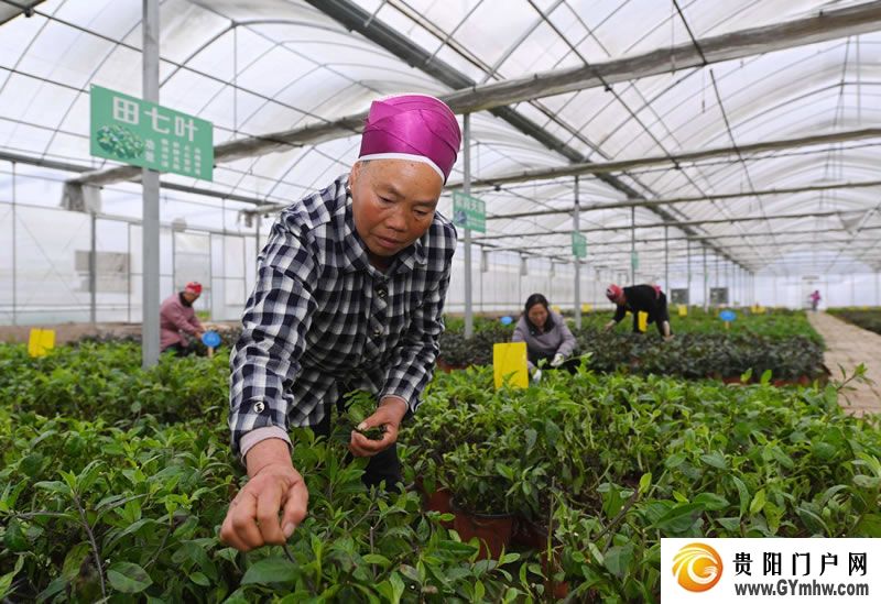 徐麟在黔东南州调研(图5) 徐麟在黔东南州调研(图5)