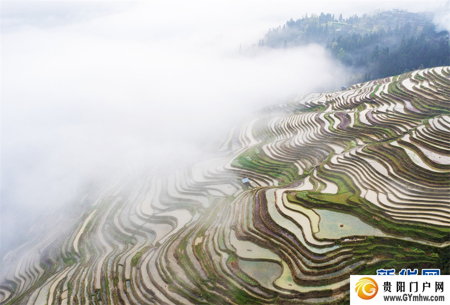贵州从江:雾漫梯田(图4) 贵州从江:雾漫梯田(图4)