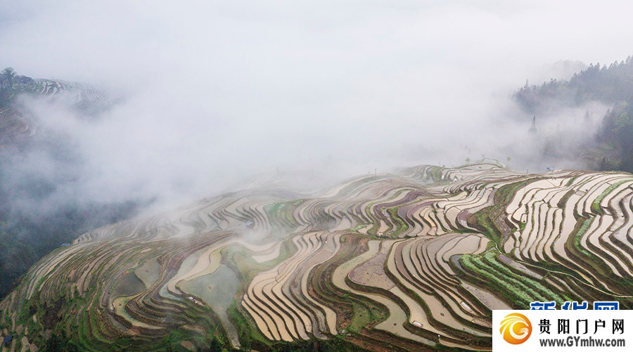 贵州从江:雾漫梯田(图7) 贵州从江:雾漫梯田(图7)