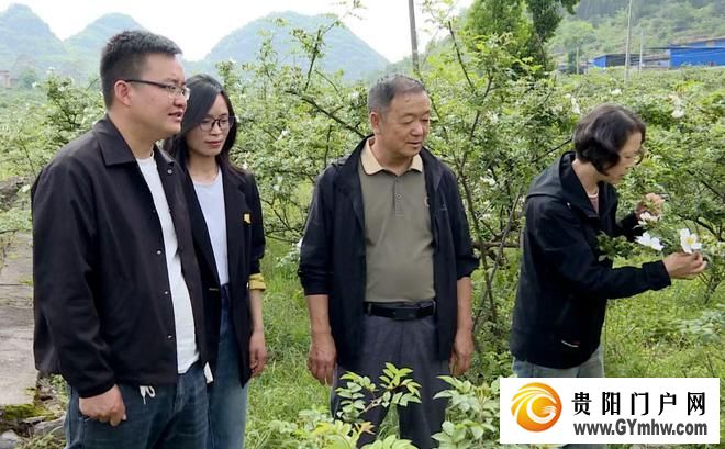 安顺市农科院专家到普定县开展金刺梨管护技术指导(图1) 安顺市农科院专家到普定县开展金刺梨管护技术指导(图1)