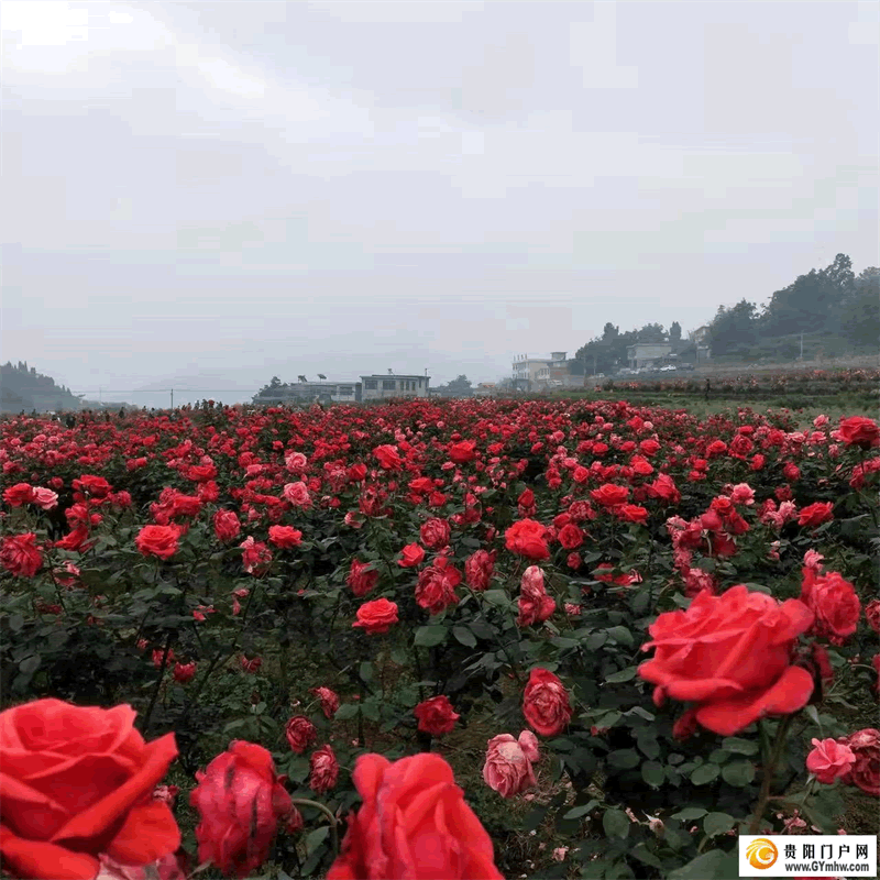 “五一”小长假 贵阳息烽县文安村月季花海开门迎客(图3) “五一”小长假 贵阳息烽县文安村月季花海开门迎客(图3)