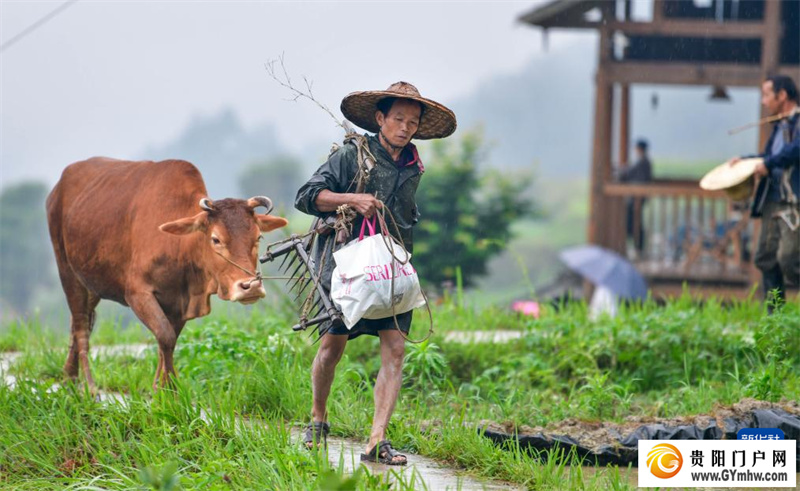 贵州黎平举办牛耕文化节(图1) 贵州黎平举办牛耕文化节(图1)