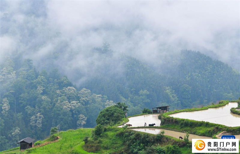 贵州黎平举办牛耕文化节(图5) 贵州黎平举办牛耕文化节(图5)