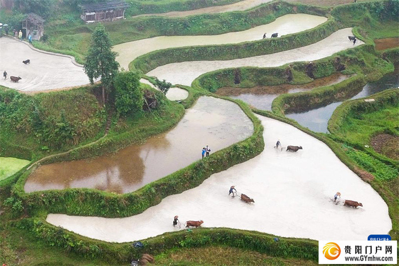 贵州黎平举办牛耕文化节(图7) 贵州黎平举办牛耕文化节(图7)