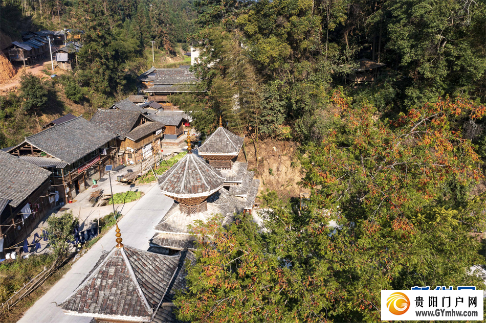 贵州从江:侗寨红豆杉果实满枝头(图5) 贵州从江:侗寨红豆杉果实满枝头(图5)