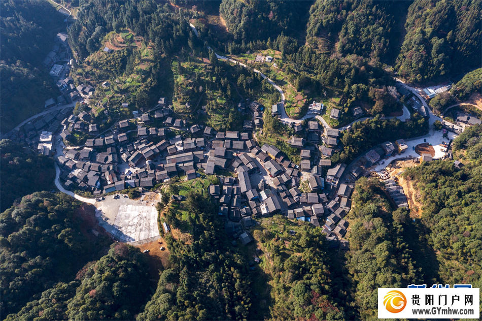 贵州从江:侗寨红豆杉果实满枝头(图6) 贵州从江:侗寨红豆杉果实满枝头(图6)