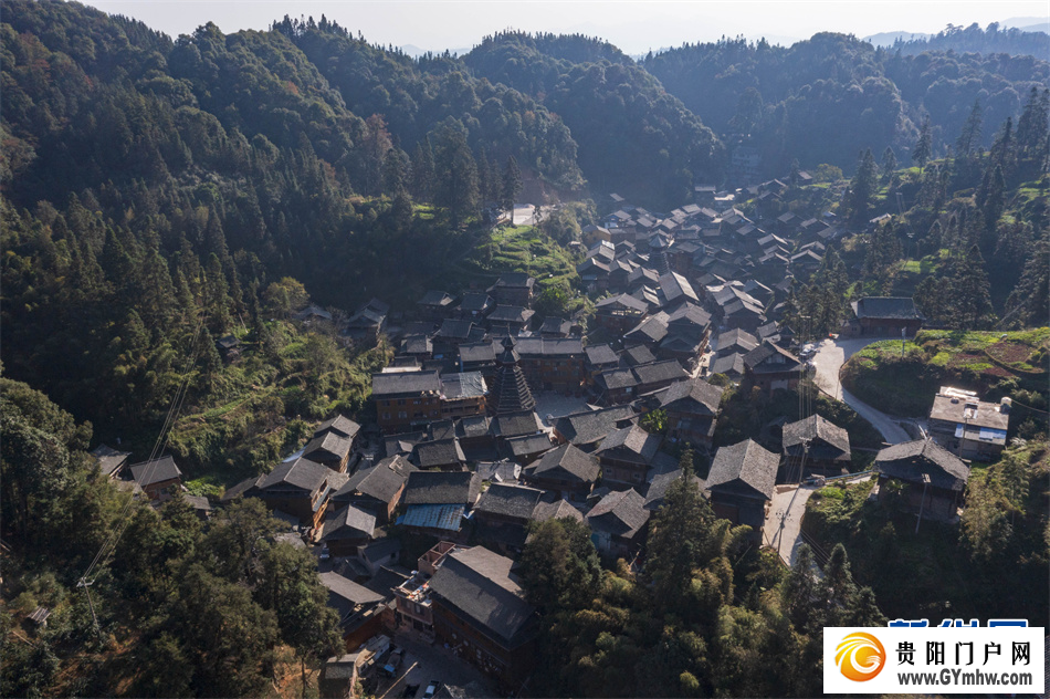 贵州从江:侗寨红豆杉果实满枝头(图7) 贵州从江:侗寨红豆杉果实满枝头(图7)