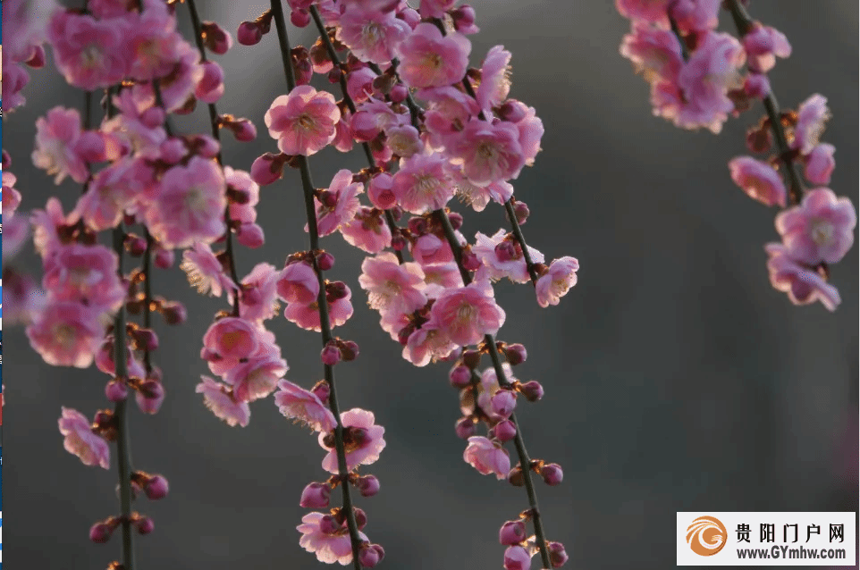 本周六开园！贵州梅园游玩攻略(图2)