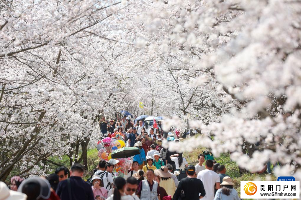 贵安新区:“樱花经济”助力乡村发展(图2) 贵安新区:“樱花经济”助力乡村发展(图2)