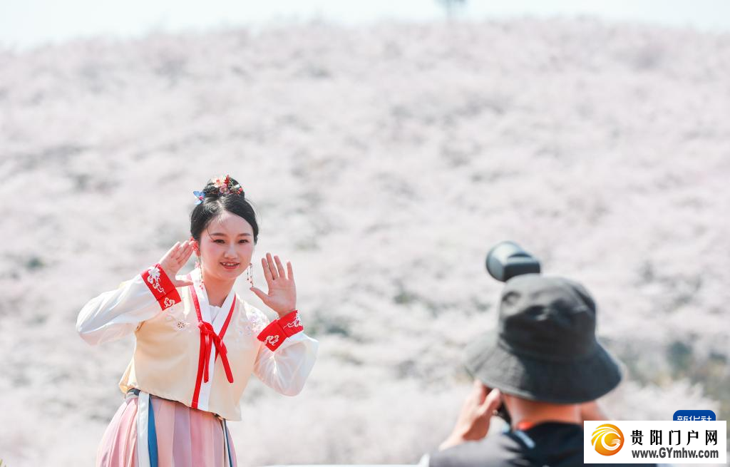 贵安新区:“樱花经济”助力乡村发展(图3) 贵安新区:“樱花经济”助力乡村发展(图3)