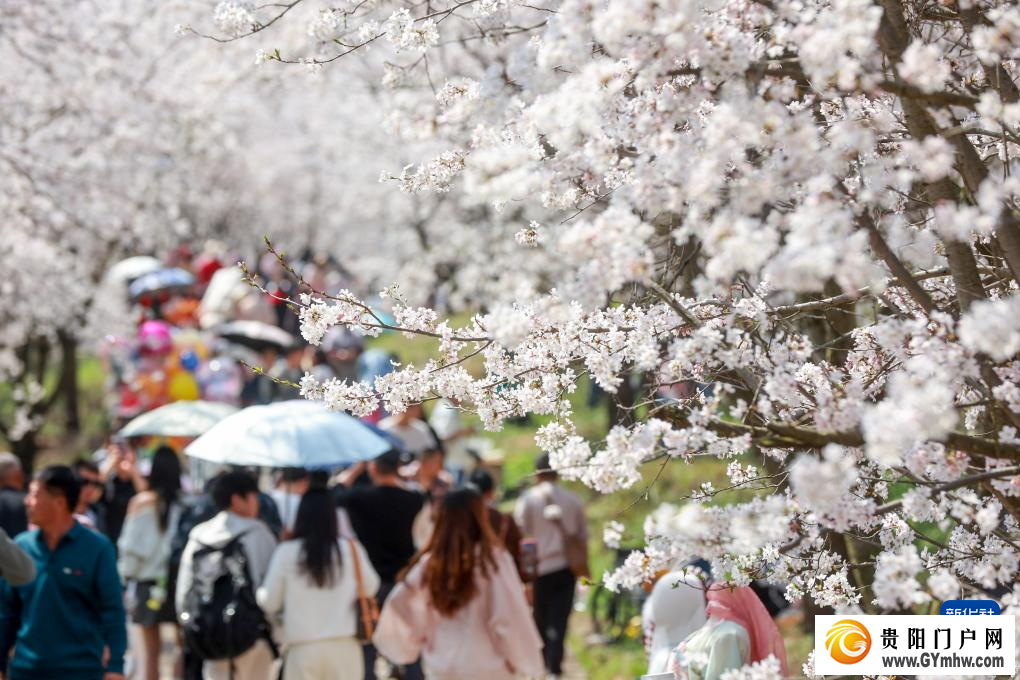 贵安新区:“樱花经济”助力乡村发展(图4) 贵安新区:“樱花经济”助力乡村发展(图4)