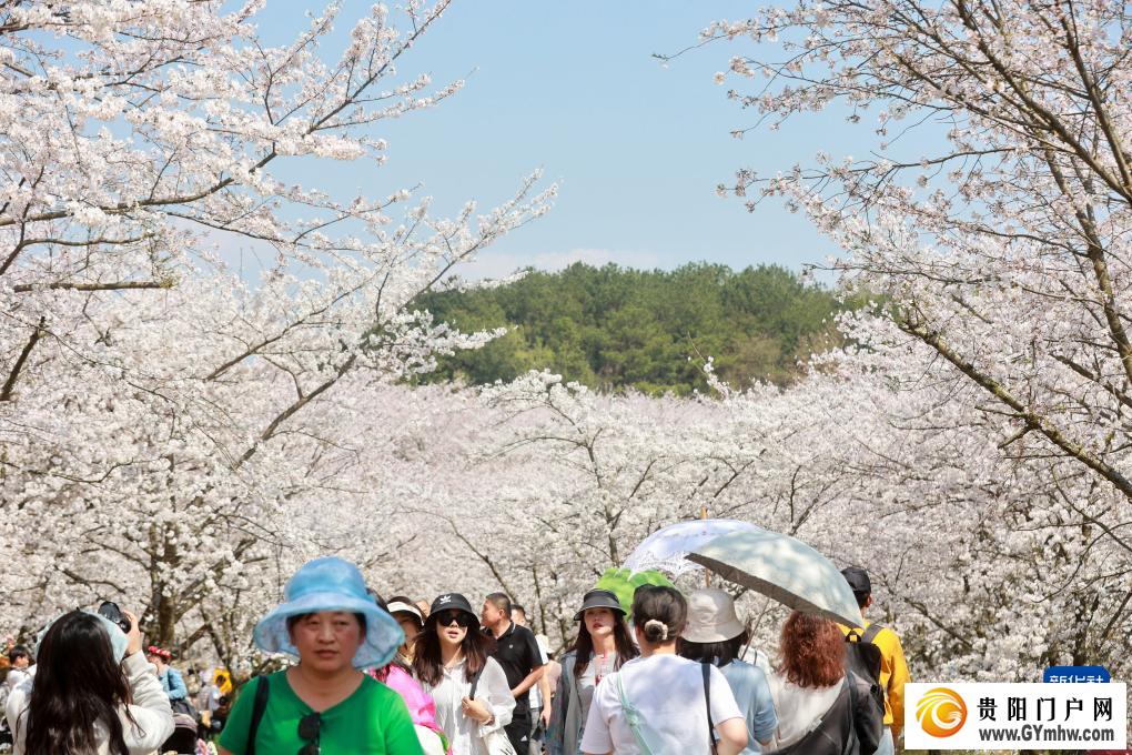 贵安新区:“樱花经济”助力乡村发展(图6) 贵安新区:“樱花经济”助力乡村发展(图6)