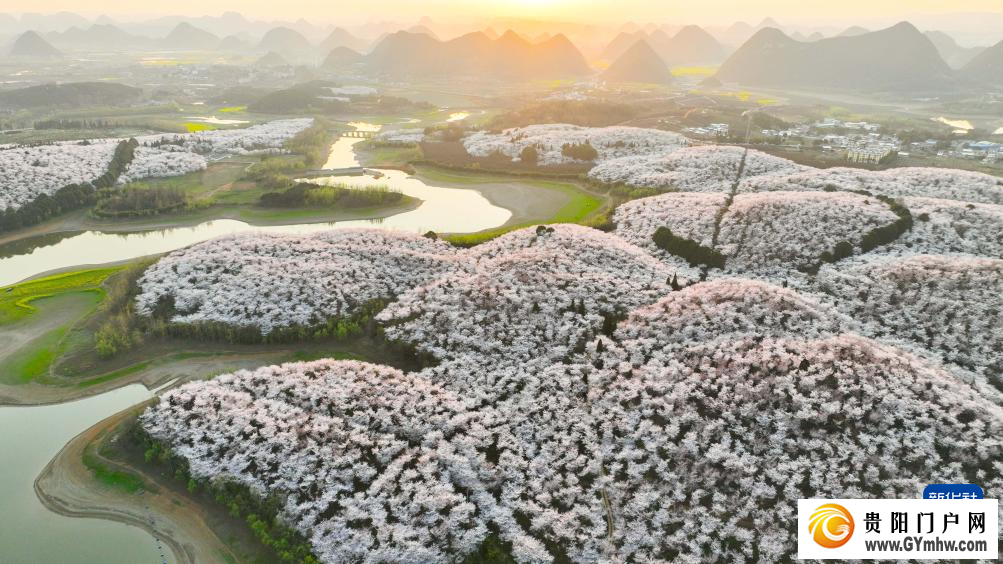 贵安新区:“樱花经济”助力乡村发展(图7) 贵安新区:“樱花经济”助力乡村发展(图7)