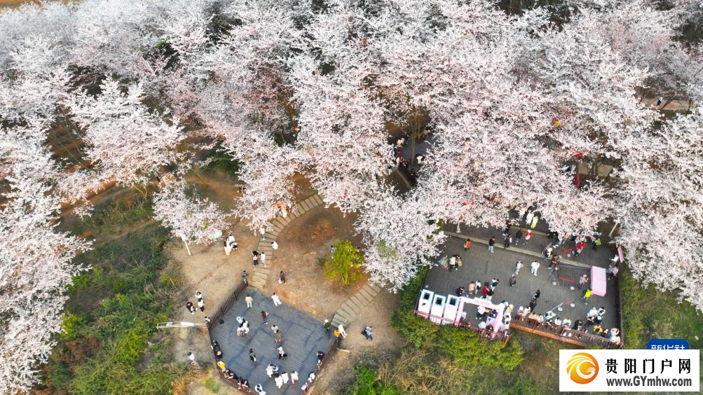 贵安新区:“樱花经济”助力乡村发展(图8) 贵安新区:“樱花经济”助力乡村发展(图8)