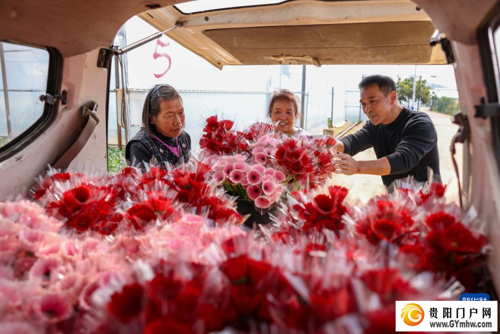 贵州玉屏:非洲菊采收忙(图2) 贵州玉屏:非洲菊采收忙(图2)