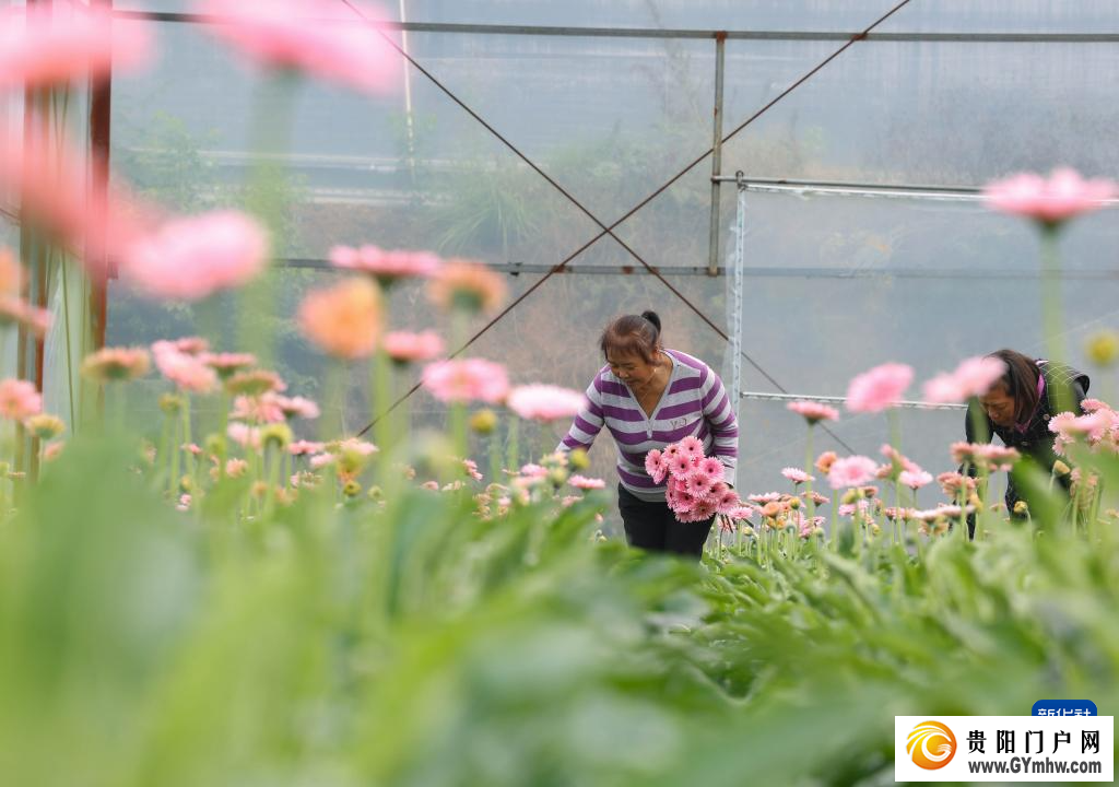 贵州玉屏:非洲菊采收忙(图3) 贵州玉屏:非洲菊采收忙(图3)